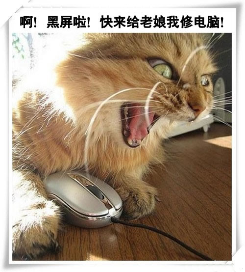 爆笑猫咪家族修电脑
