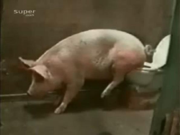 会用马桶的猪
