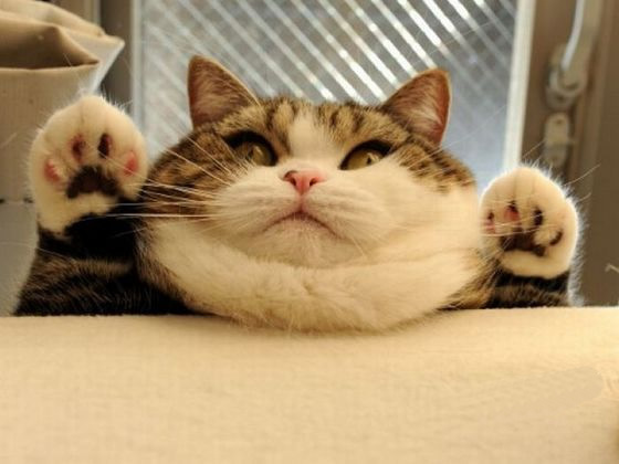 猫咪版宽屏
