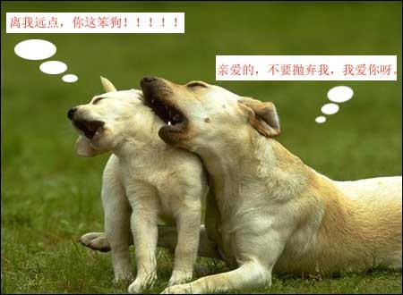 离我远点，你这笨狗