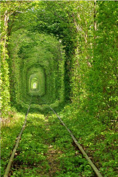 穿越绿色隧道