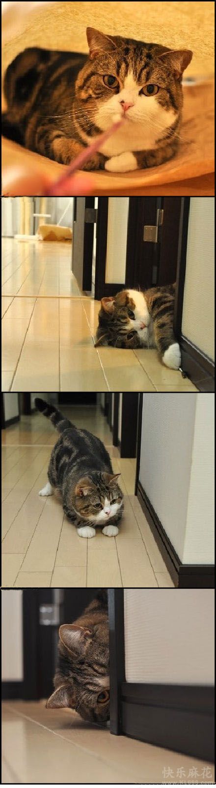一只专业的猫咪就需要这样