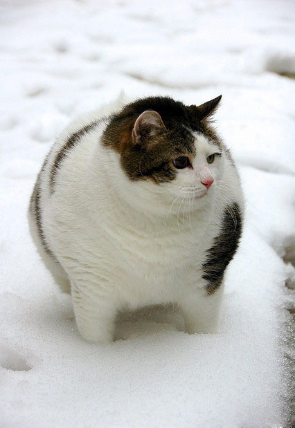 没见过这么圆的猫