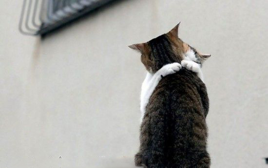 猫哥，妹真的喜欢你哟