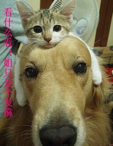 看什么看，姐只是个发箍。。。