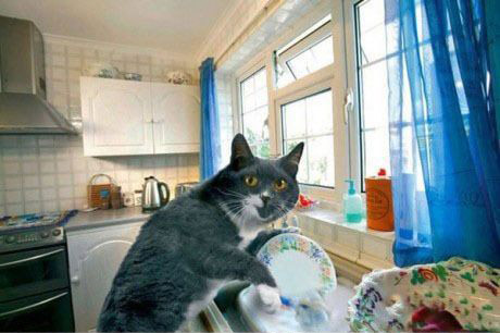 无敌猫咪做家务