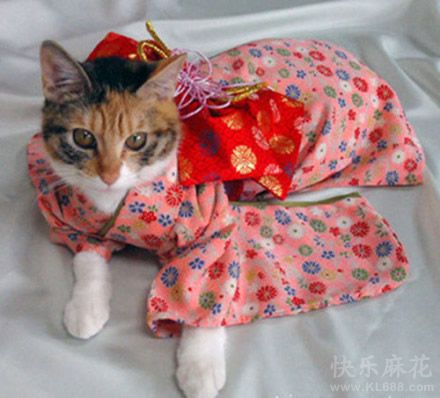 哇~~美呆了