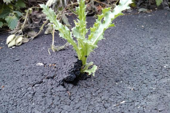 街头惊现草坚强