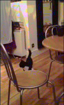 僵死附体的猫猫