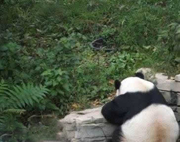 坑爹的老师哟，我们国宝也在忙着赶作业啊