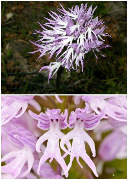 这花长得真形象