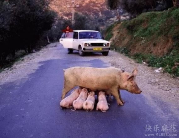 艺高人胆大