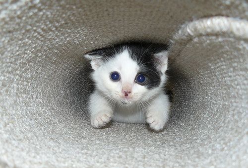 猫咪这个蜗居好拉轰哟