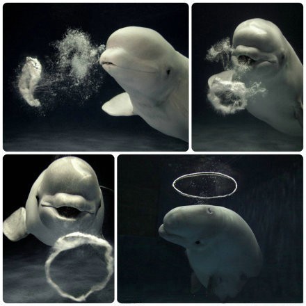 海豚吐圈圈见过没？