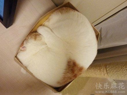 都说人家不是面包了