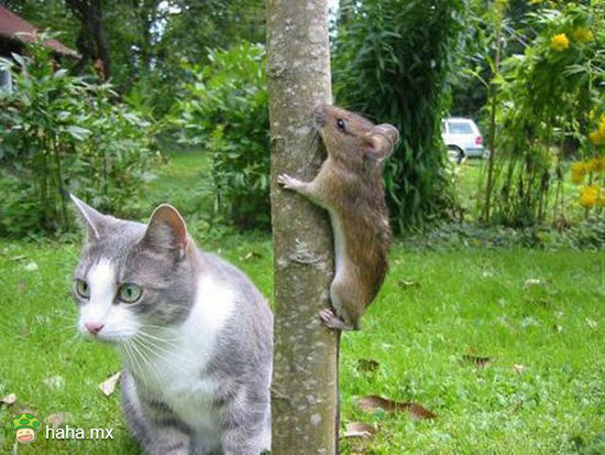 躲猫猫。。。