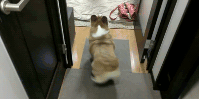 电臀之王柯基犬