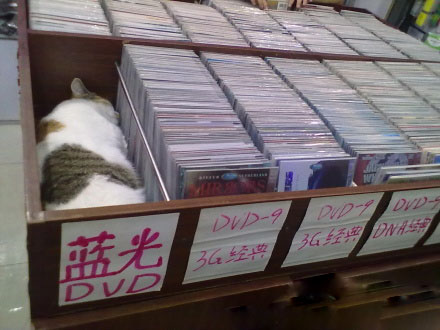 猫累了，然后就在这睡着了~