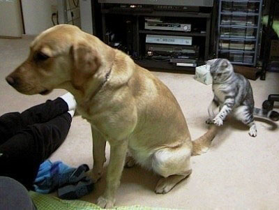 不许你走