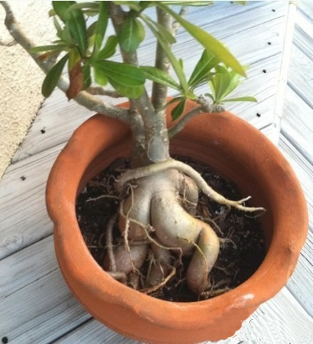 现在这个社会，神马植物都想成精了