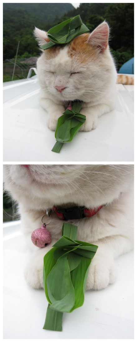 又见猫叔了