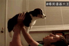 小短腿儿