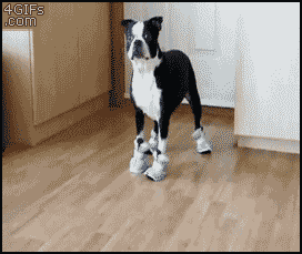 二货主人害苦我了