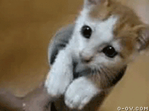 躲猫猫