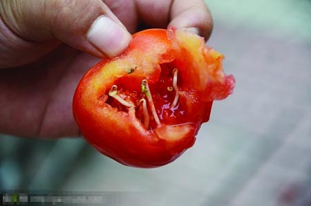 肚子了长芽芽啦，成精了
