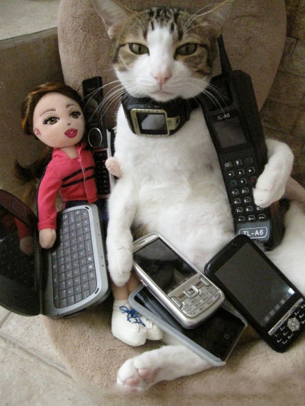 这猫咪大款啊
