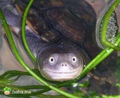好萌的乌龟。。。