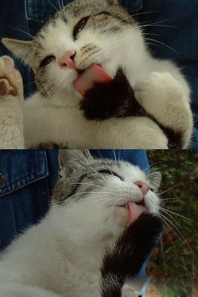 这猫自我陶醉了