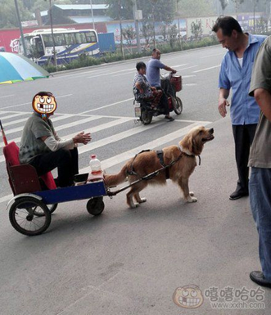 金毛拉车