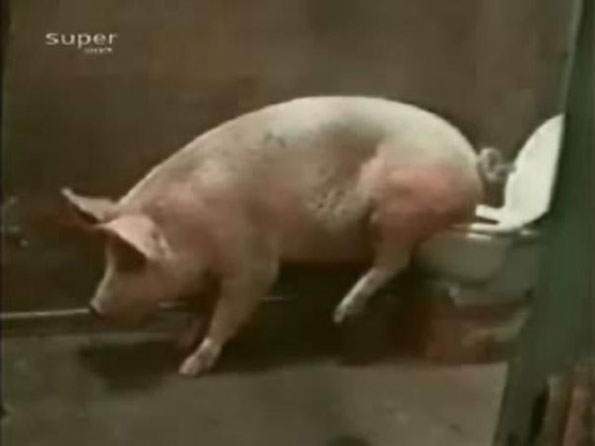 会用马桶的猪