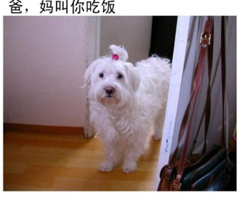 爆笑狗狗家族喊吃饭