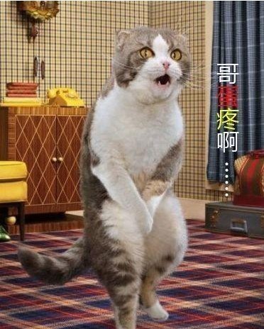 可爱的猫咪“哥蛋疼啊。。。。。”