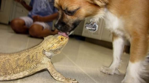 狗狗是博爱还是花心