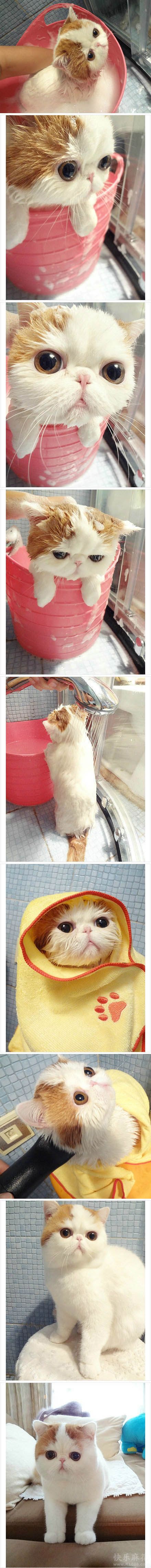 第一次见真实版加菲猫，萌死了