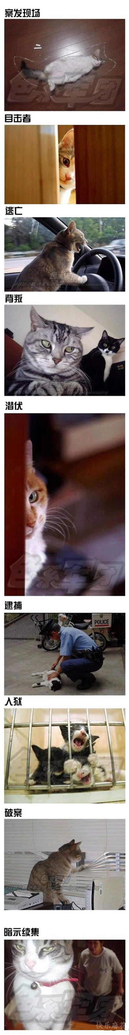 猫界最轰动最受欢迎的一部电影，犯罪、悬疑、剧情，超豪华阵容！