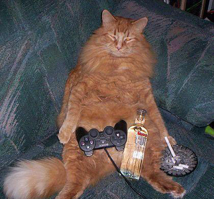 猫王的待遇
