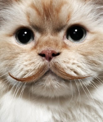 猫爷爷，您好！