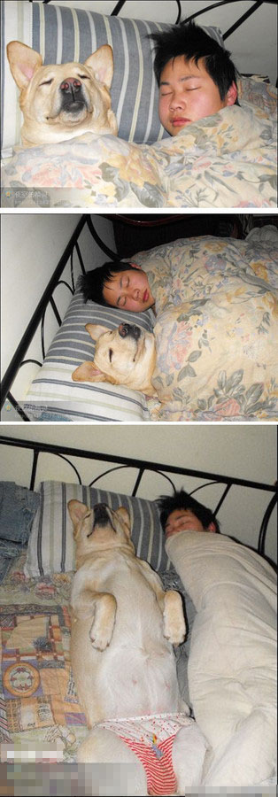 和谐的主人和狗，轻轻掀开，是如此销魂