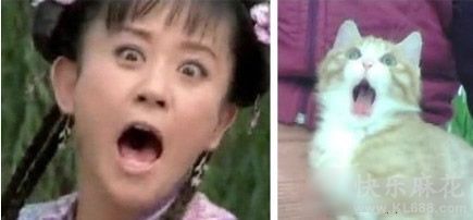 这猫咪模仿得真到位，表情好像有木有