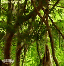 猴子太调皮了，两只老虎在交配，被猴子给揪起来了。。。。