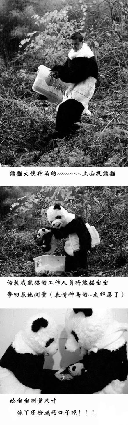 熊猫饲养员