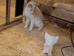 不要靠近我