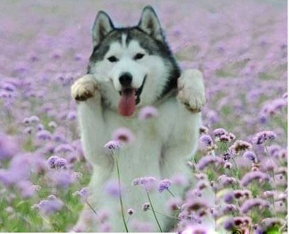 是有多陶醉啊