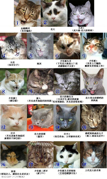 猫咪黑社会人物图