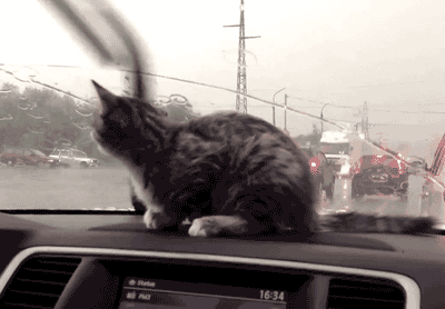 可爱的猫猫
