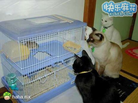 分享图片